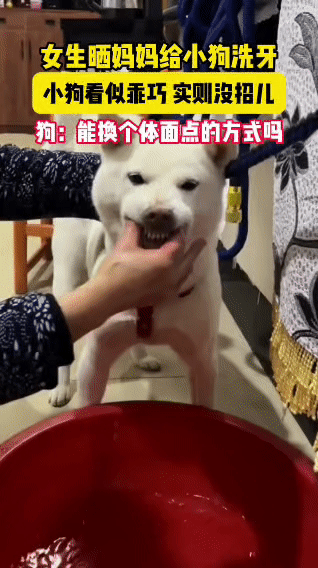 妈妈给狗狗“硬核洗牙”火了！狗子全程不敢反抗，表情却让网友笑疯
 
谁懂啊！刷到