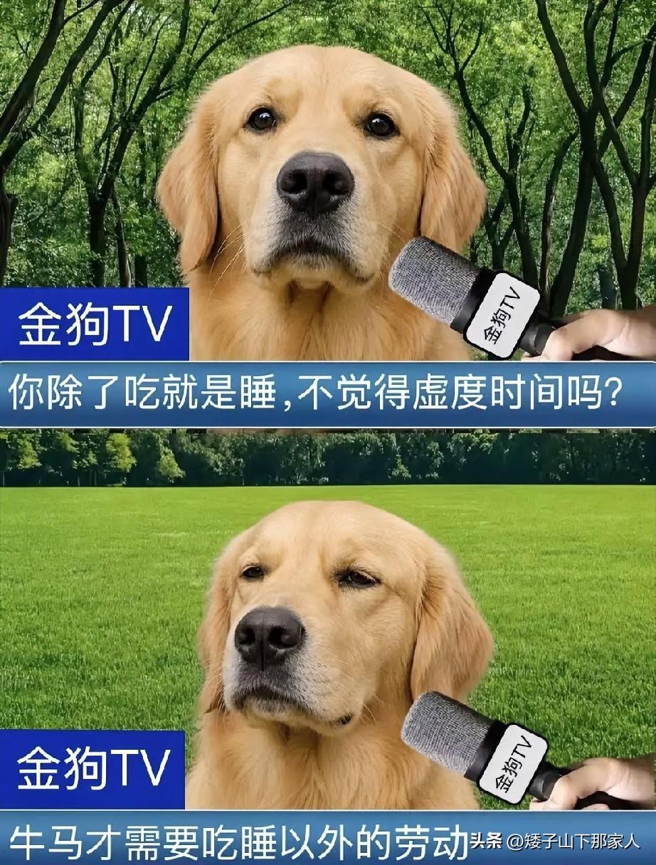 金狗TV，悠哉悠哉，何须虚度时光。