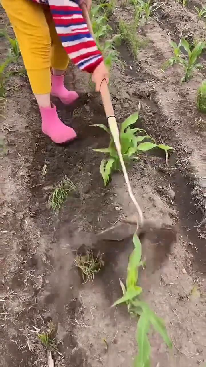 这老娘们干活才恨债，一个锄头不解嘎子，他把两个菜刀毁成了一个大飞机锄。这回好产地