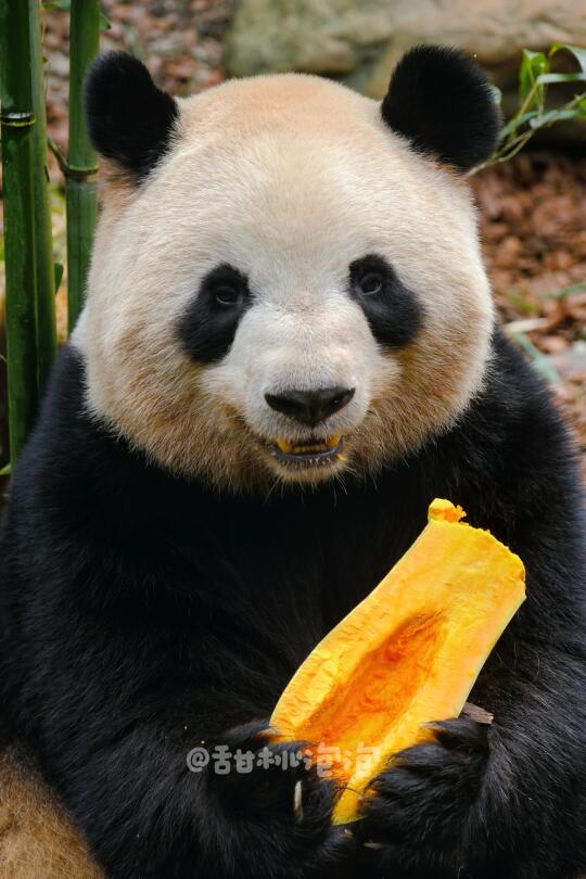 肉肉：窝一般是不笑的，除非忍不住嘿嘿嘿
