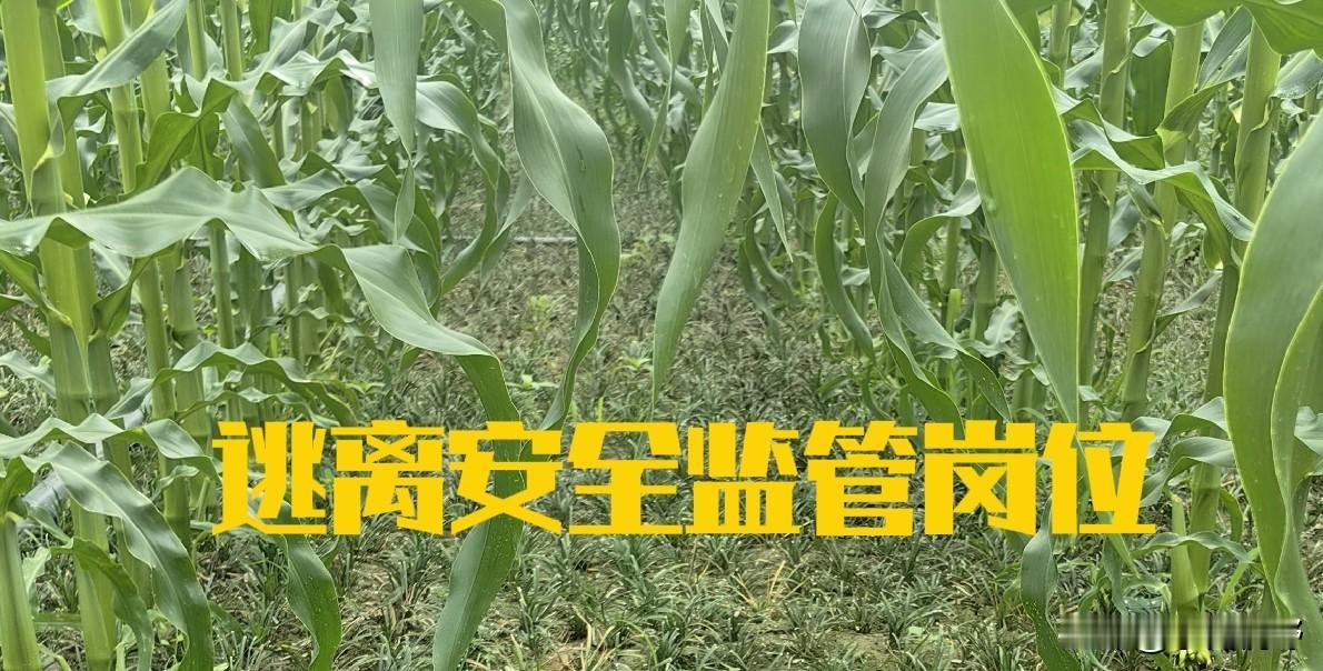 为什么安全事故率很难降低，其中有一部分原因：每次事故把基层负责安全的小官追责一大