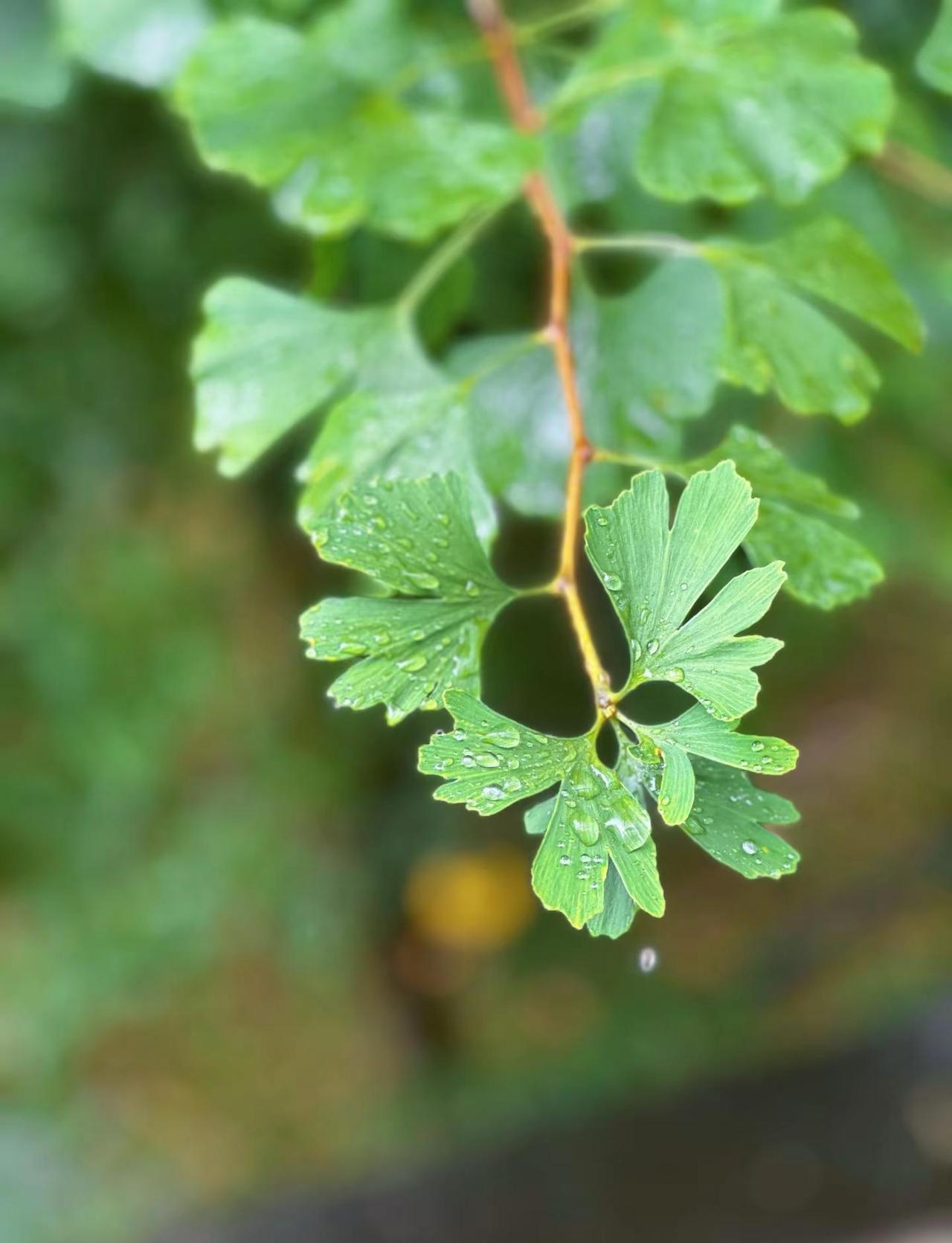 雨中的银杏。雨是揉碎的诗，诗是绵延的雨。雨滴落在银杏叶脉，洗去燥热与烦忧，守一份