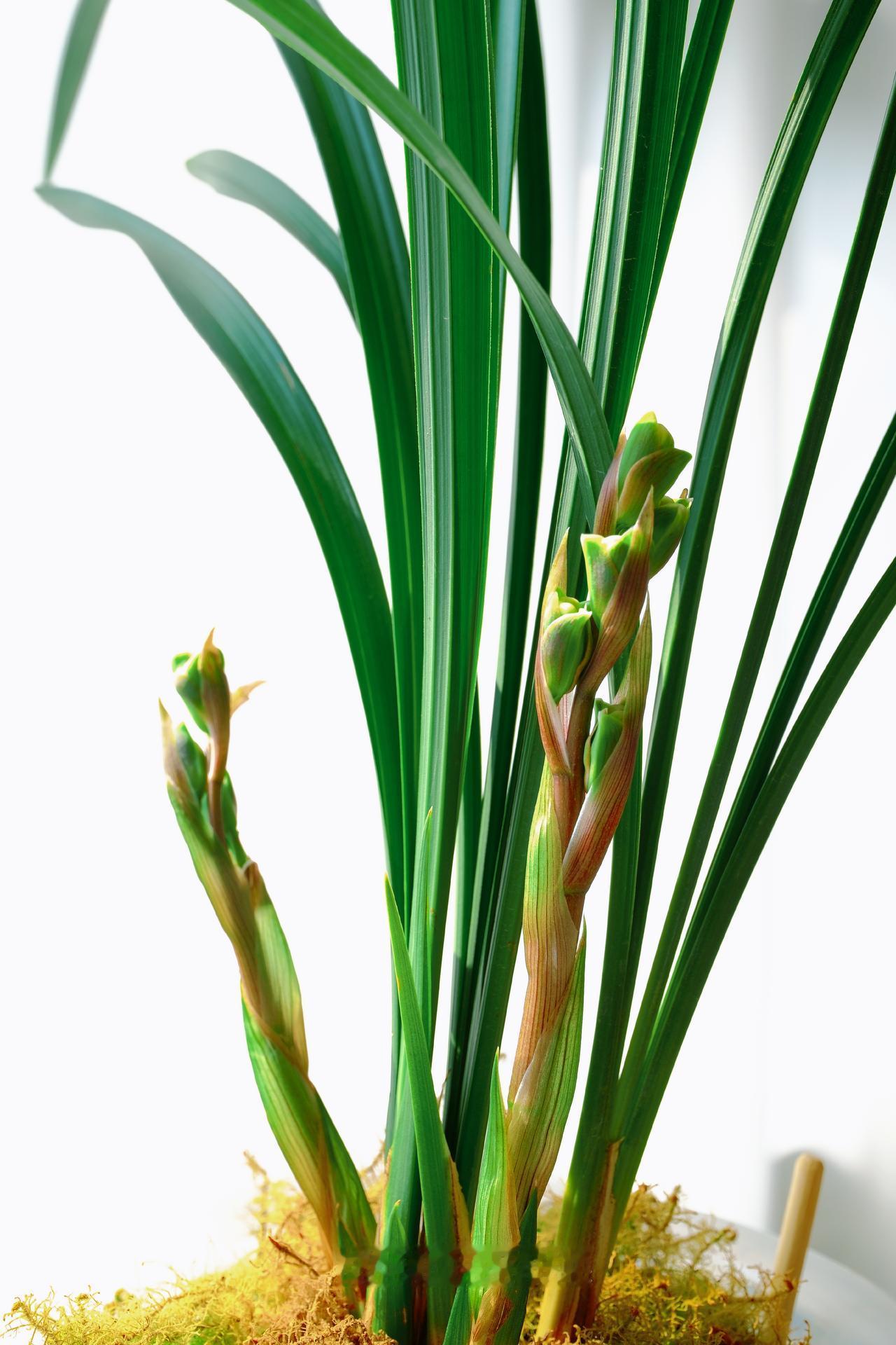 [福]花开富贵，含苞欲放，马上有钱[大笑][福][招财进宝]