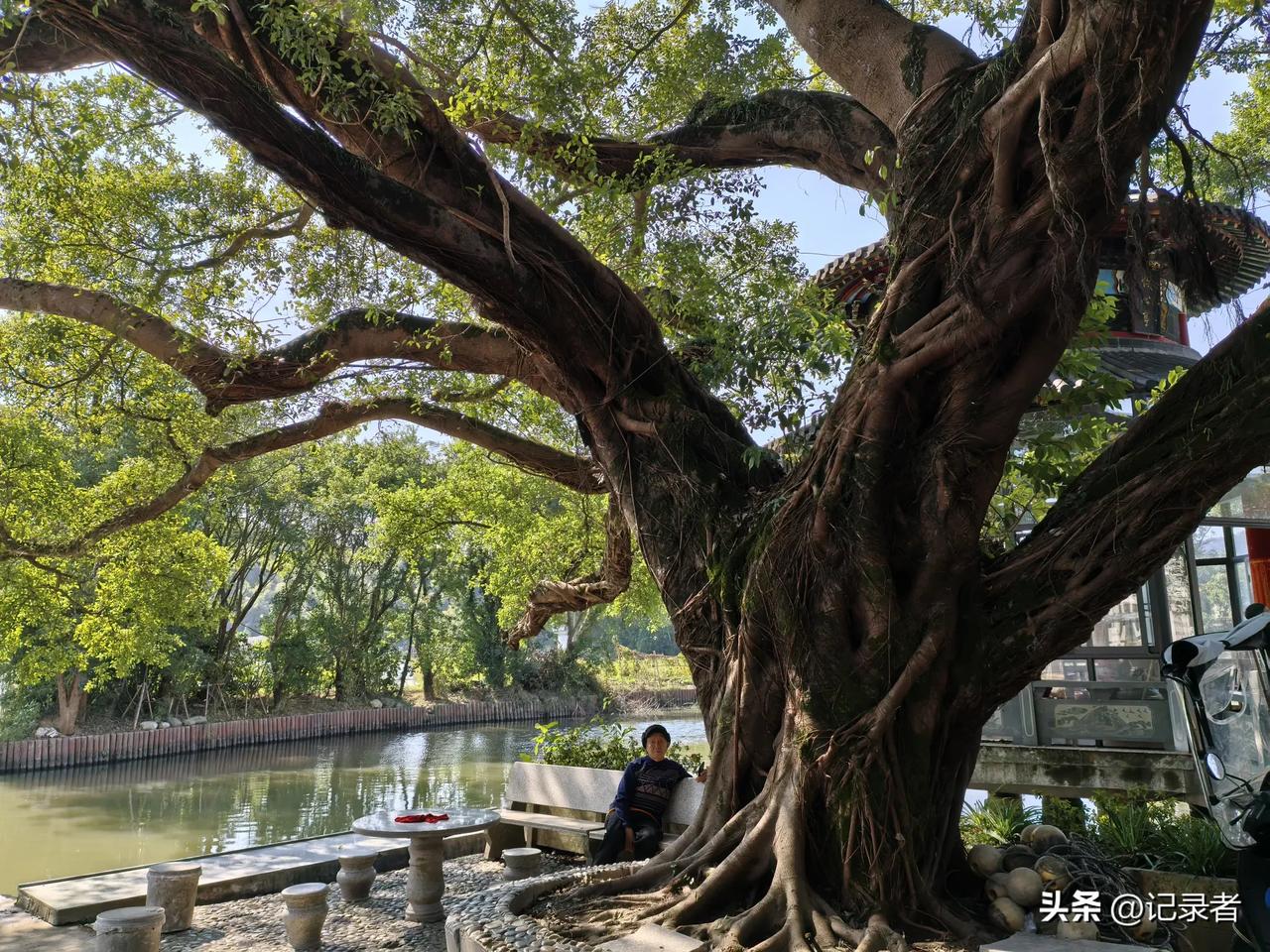 这样的田园生活，你羡慕了吗？
这是浙江平阳的一个村庄，随处可见低调的富足和恬静。