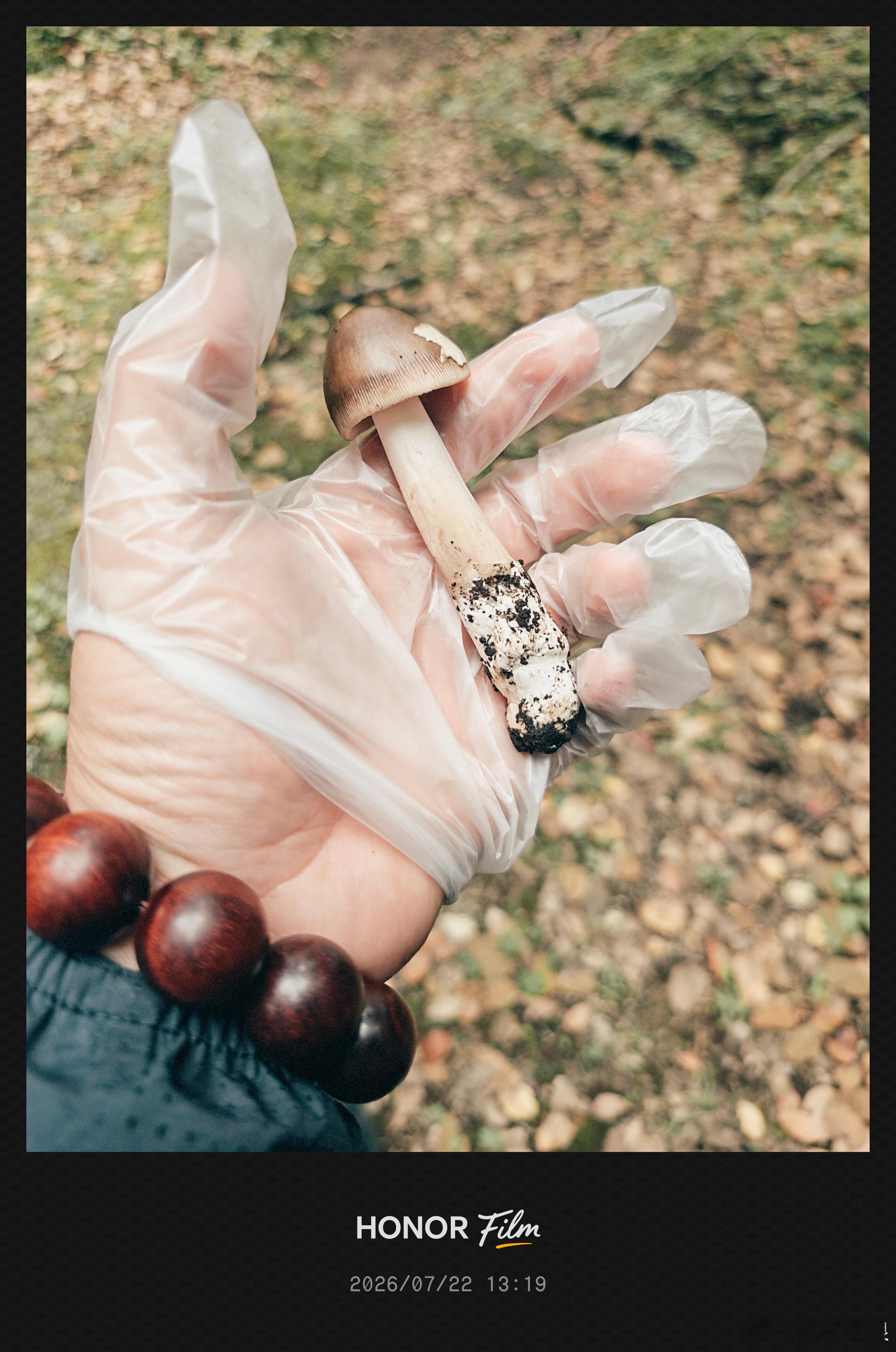 这蘑菇肯定没毒，我在超市见过这个，虽然不知道是什么品种…… 