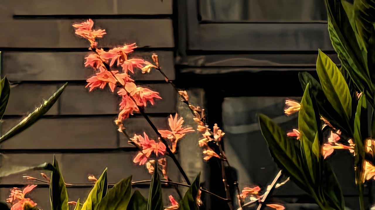 窗前的菖蒲