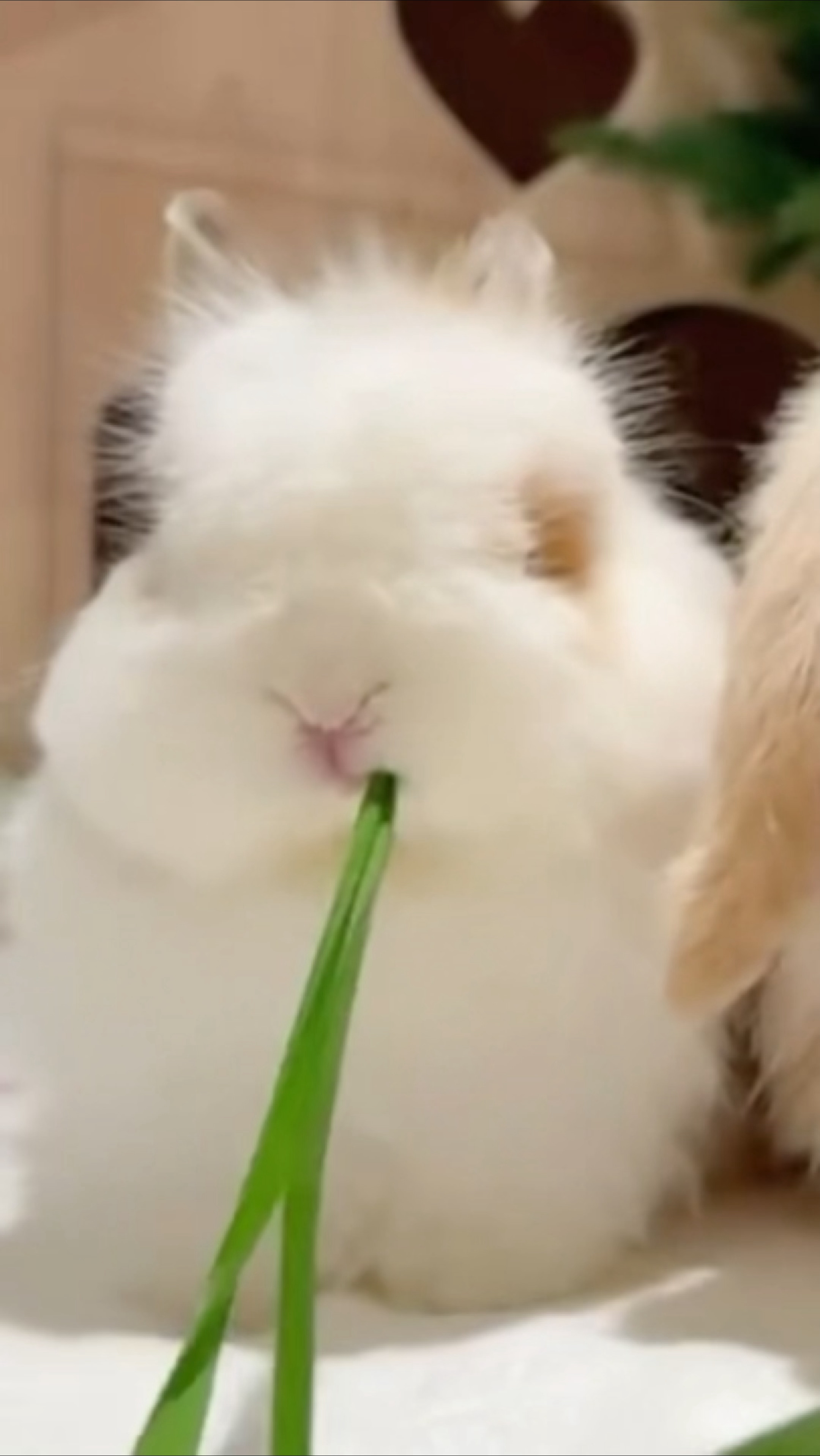 偷偷兔兔塑 王鹤棣亲爱的客栈2026