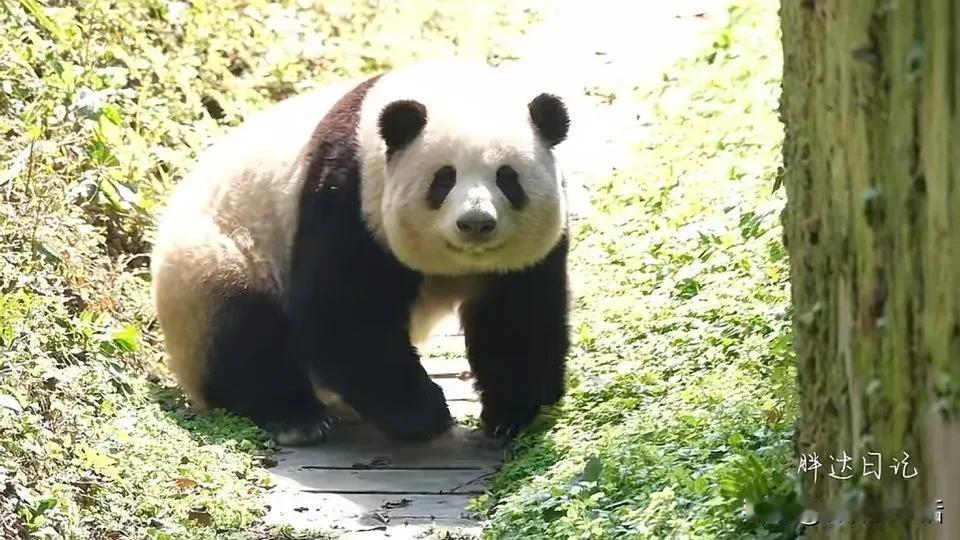 和花，一个漂亮的熊猫。

颜值一直在线，等比例长大，不容易呀！