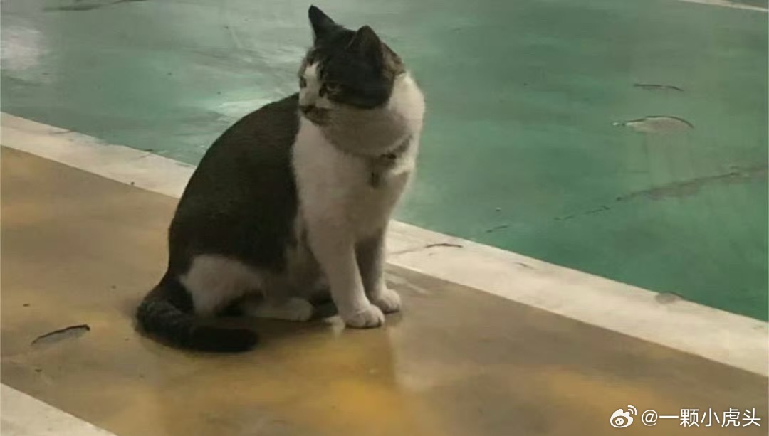 肖战锦州拍戏入住喜来登，他在地库发现一只猫咪，然后这只猫就被肖战工作室关照了，经