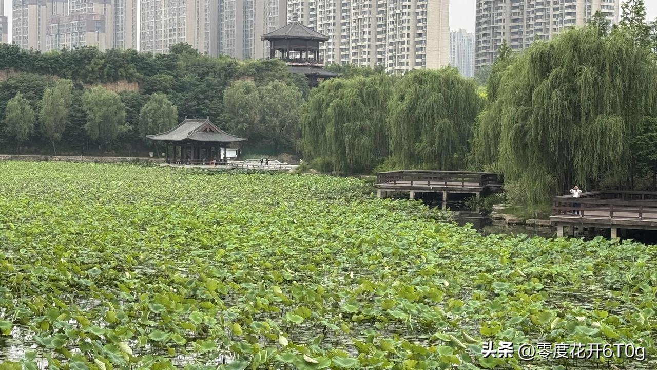 今日西流湖南园区荷花池盛况，再过两个月这里荷花盛开