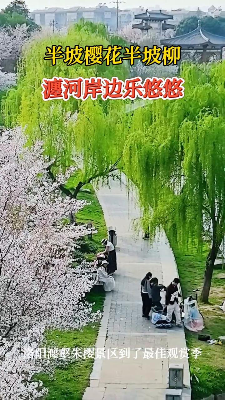 半坡樱花半坡柳，瀍河岸边乐悠悠。
洛阳瀍壑朱樱景区到了最佳观赏季。