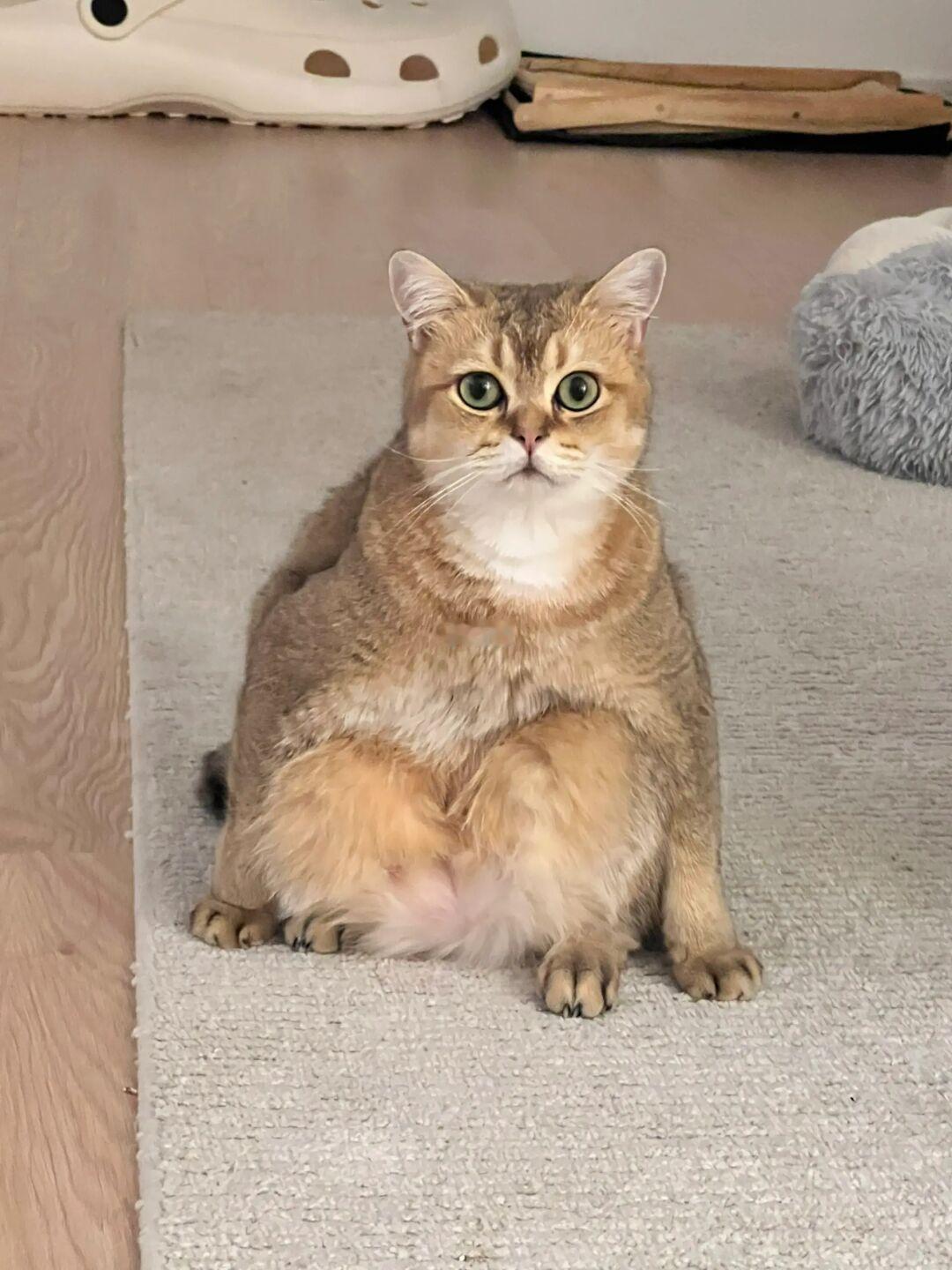 我家猫坐姿好奇怪……