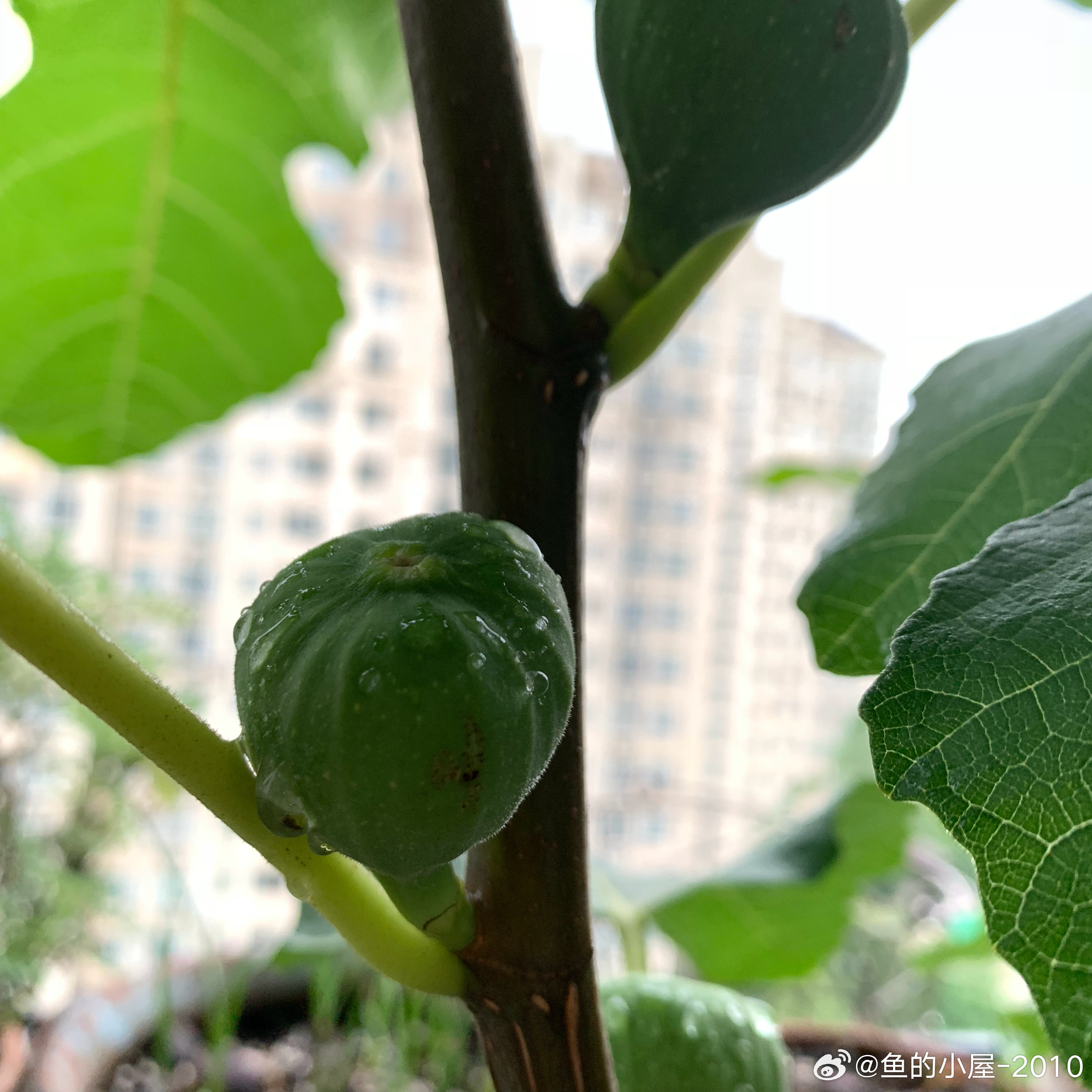 特丽莎长成了一棵树无花果格莱斯性价比不高欧洲木绣球竟然又开了一朵上周才种下的百合