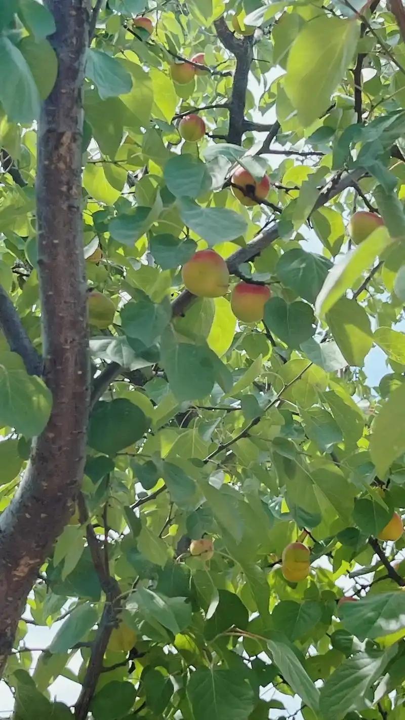 【入骨，入皮，入筋】
引药入骨，威灵仙，透骨草，续断，骨碎补，自然铜
引药入筋，