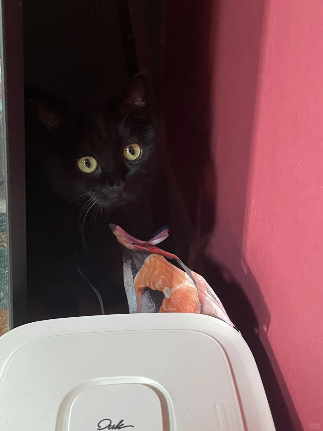 犯案现场 偷感小猫 在线偷吃