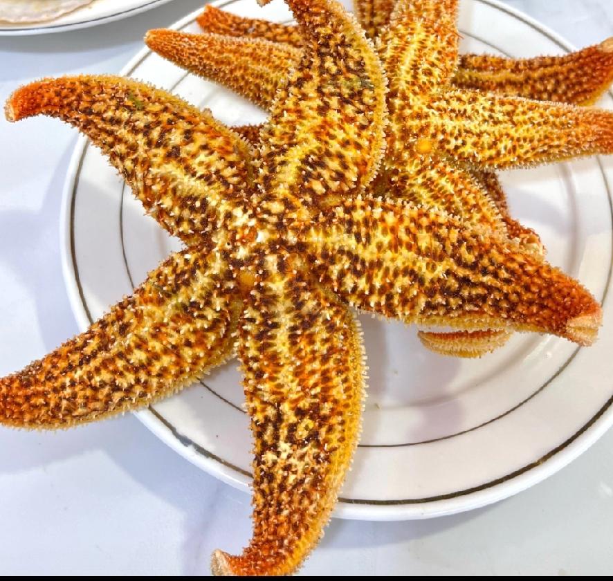 昨晚吃了一个海星，一晚上没睡！

朋友给了几个刚打上来的特别大海星，我上锅蒸了十