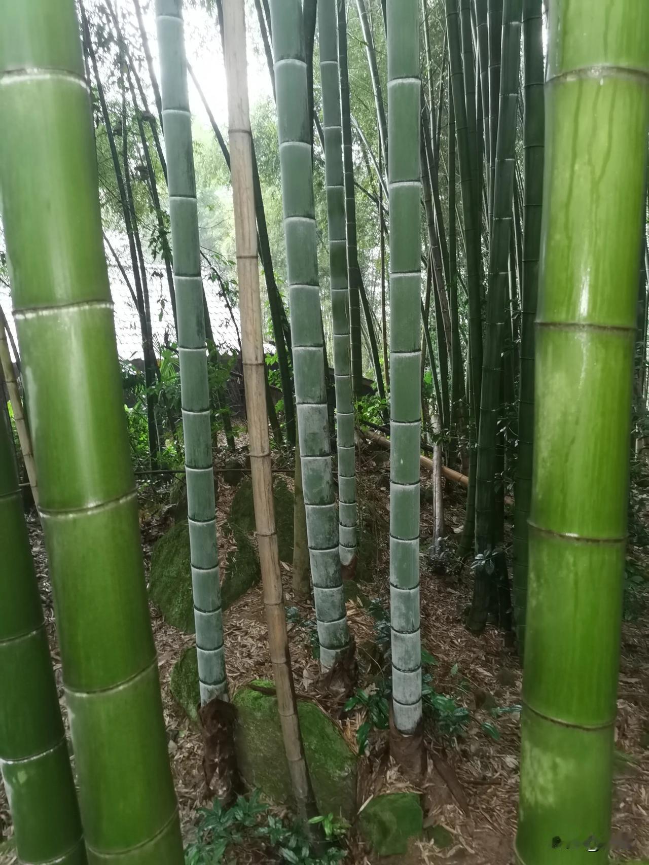 冬日楠竹挺立，点缀绿色重庆
重庆细雨蒙，楠竹挺立显高洁。毛竹（楠竹）姿容俊逸，四