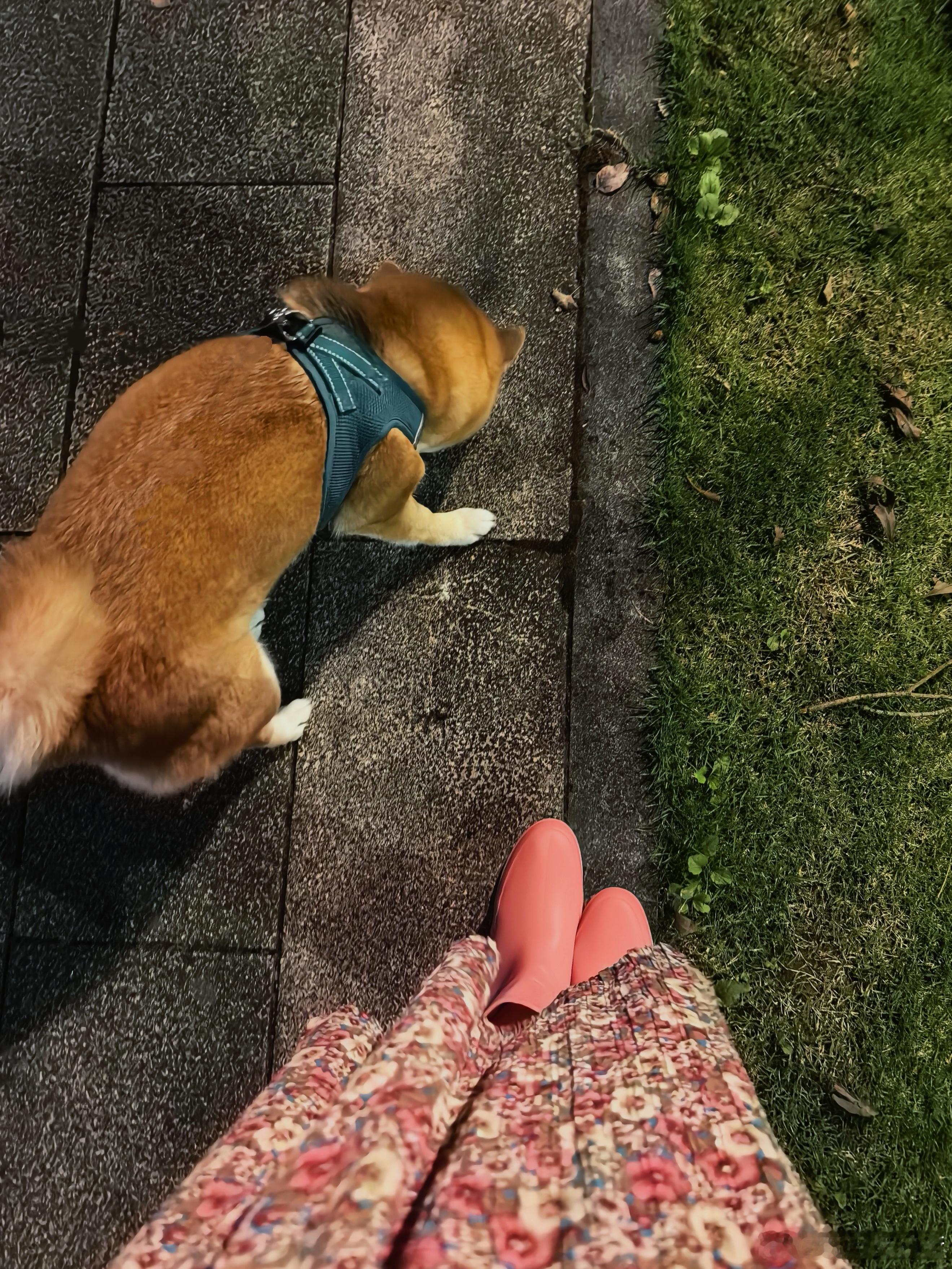 潮湿又闷热的夏夜，穿着雨靴遛小狗，以防漫长霉雨季的蚊虫鼠蚁，城市河道里已有隐隐的