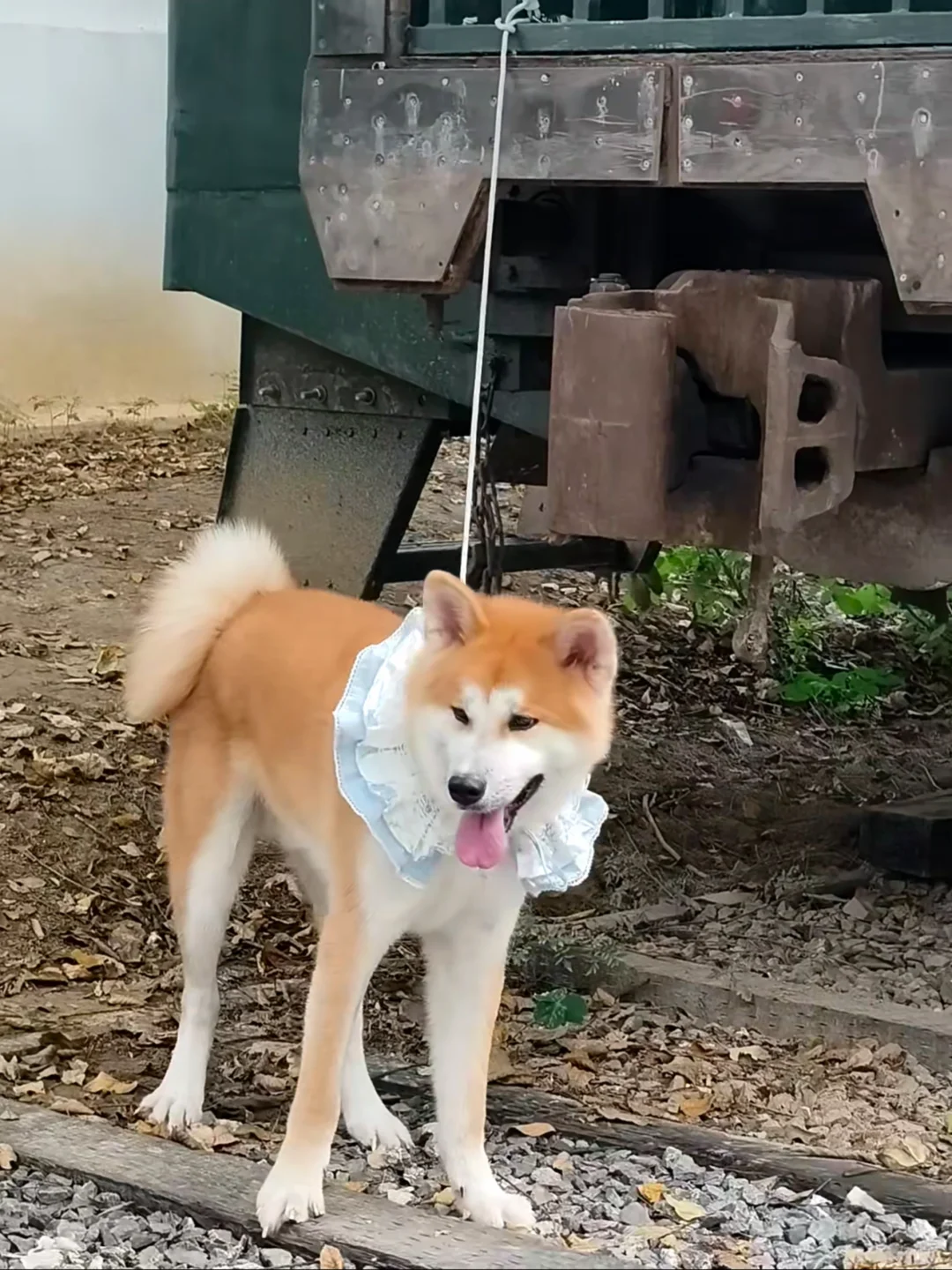 快乐小狗
