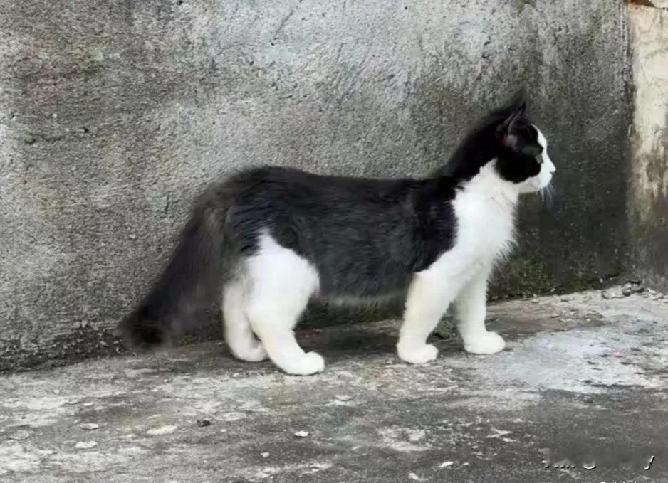 我大概是得了一种“猫咪收集癖”的病，自从养了猫之后，在外面看见什么有特色的猫，我
