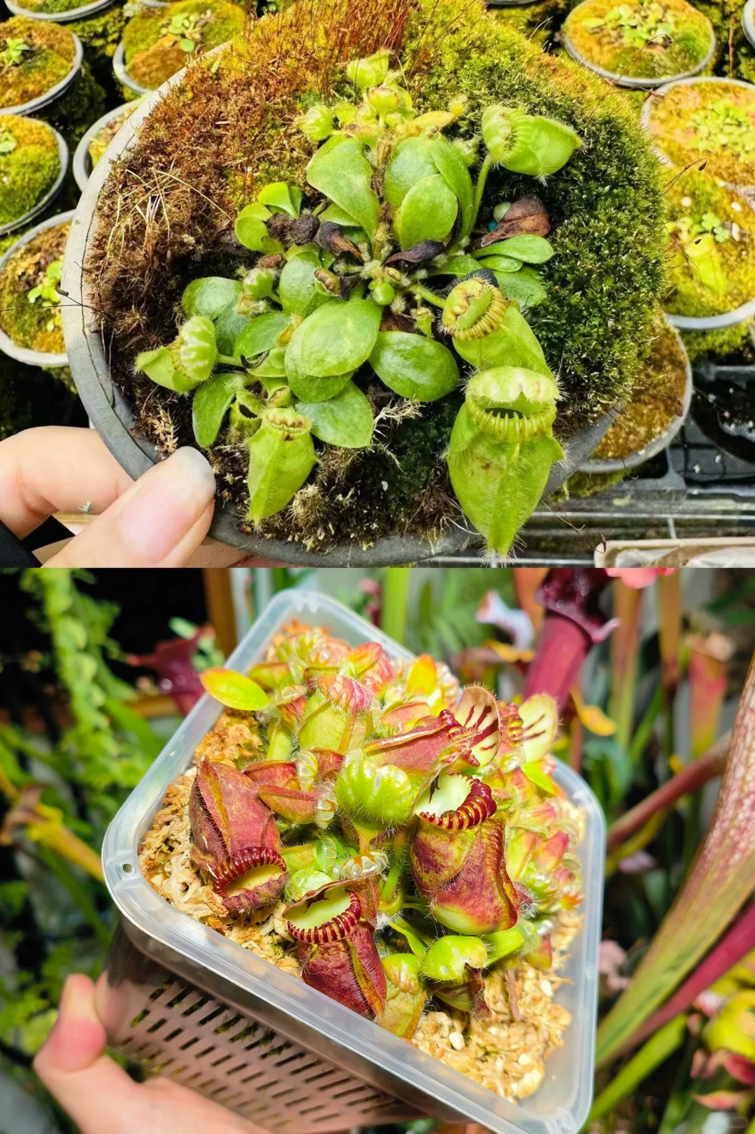 半年内我的土瓶养成计划