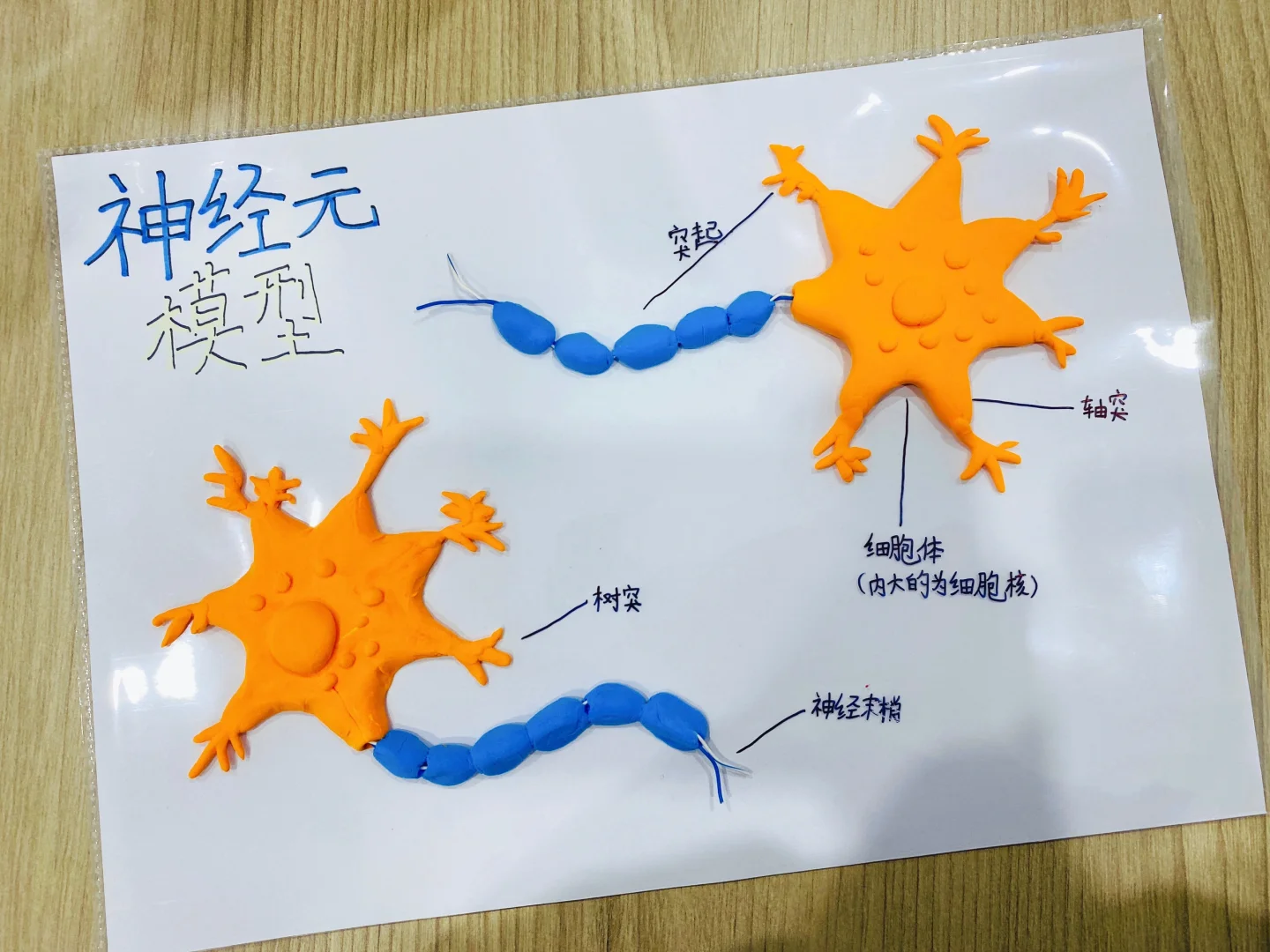 神经元模型制作手工～超轻粘土作品