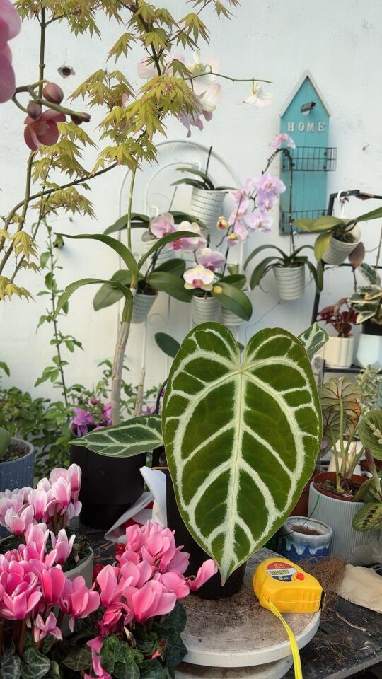 花烛，哈尔滨同城