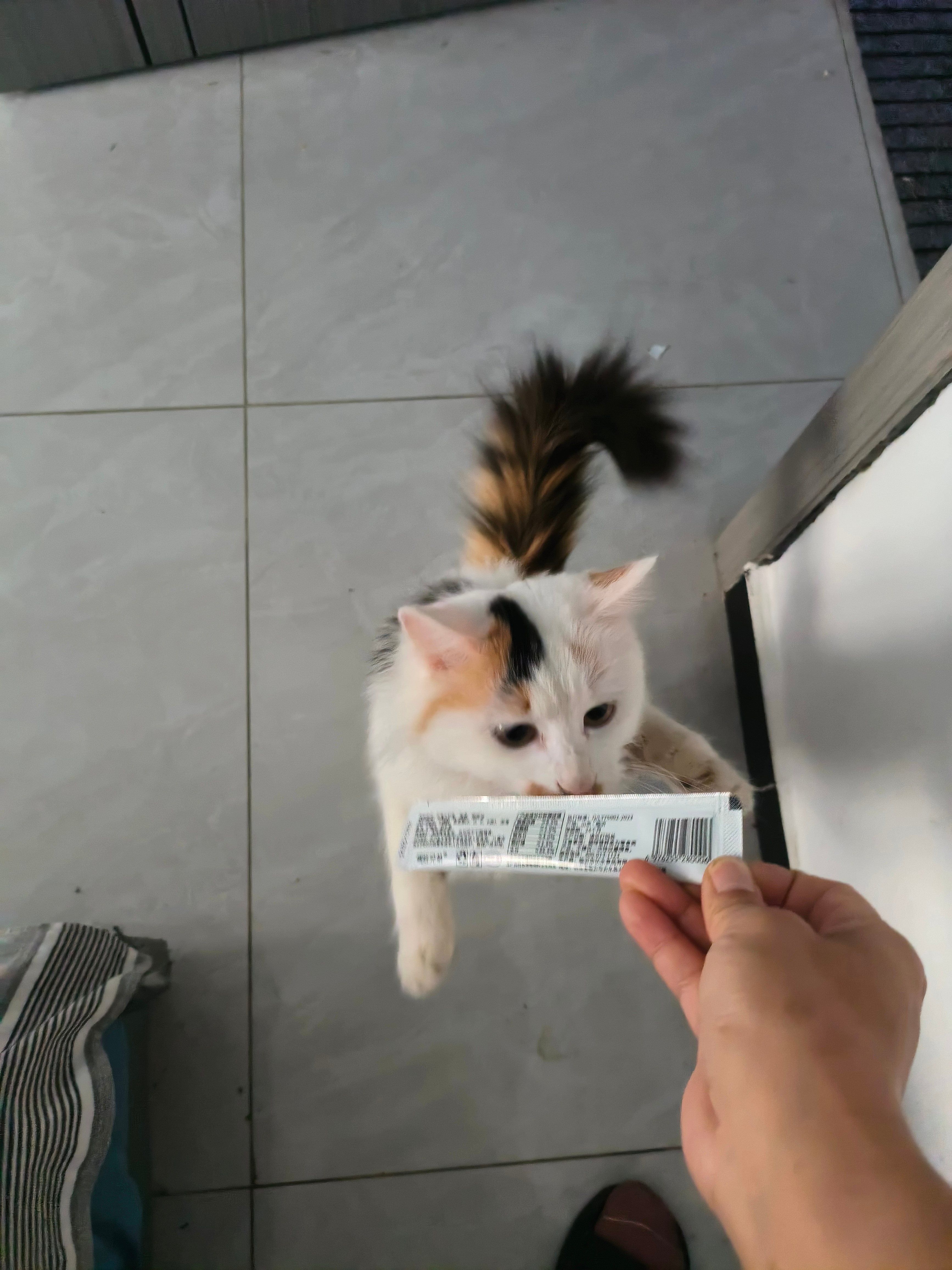 猫咪        早上好，吃饭啦！！！一说吃饭它跑的比谁都猛。先逗逗它再说，想