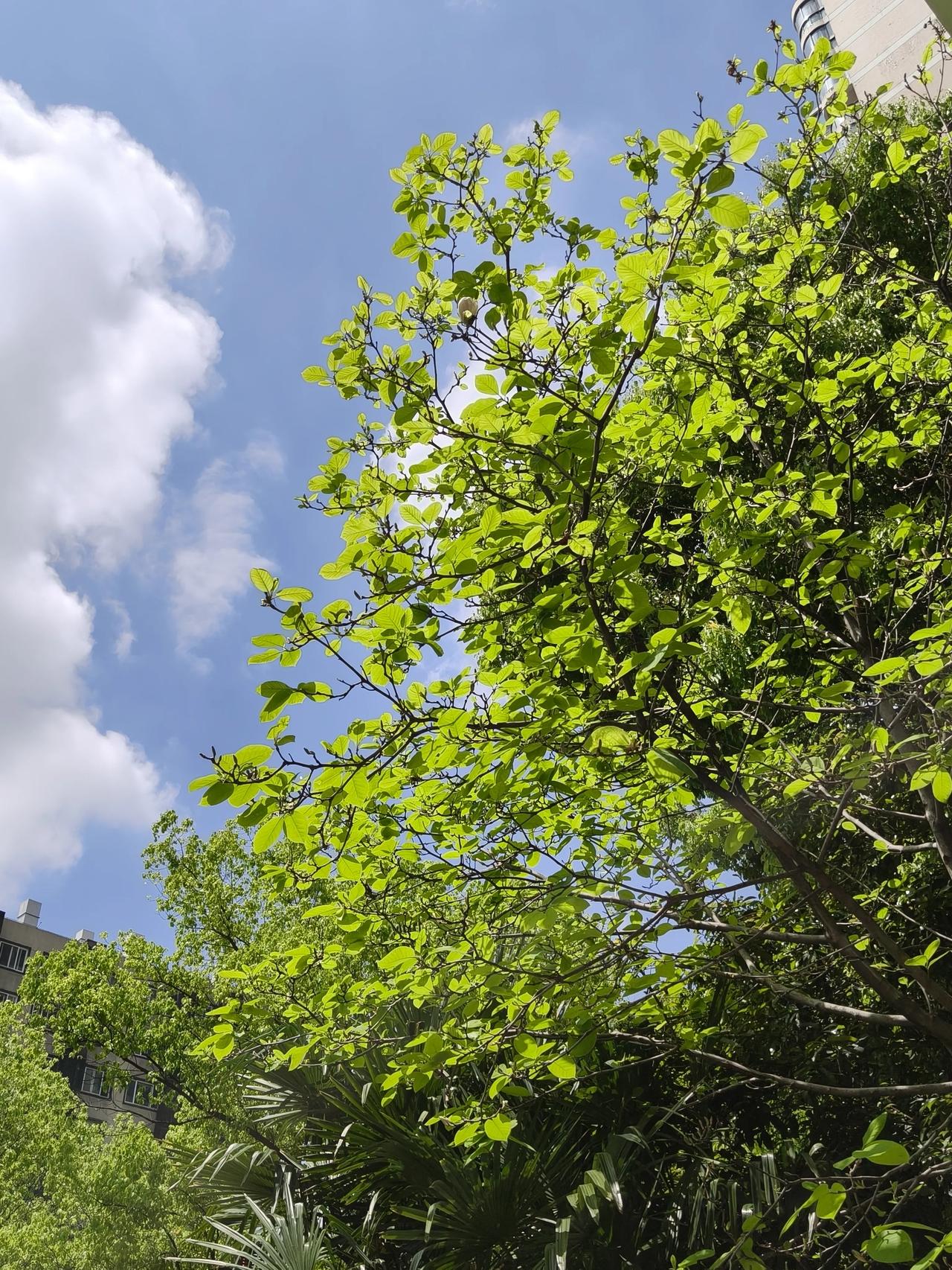 今日份天空随手拍实景图分享！

还拍了几张杜鹃花~🌸🌸🌸🌸

那两棵棕榈