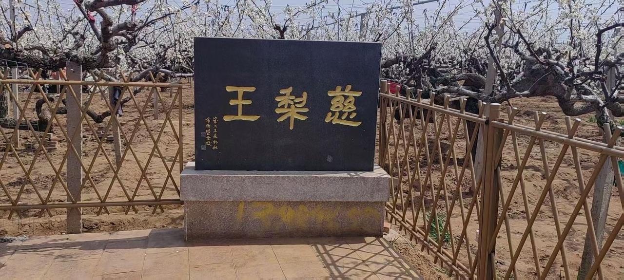 莱阳梨花节，春风一抬手，染白了漫山遍野的梨花，万亩梨花齐绽放，等你来看好春光