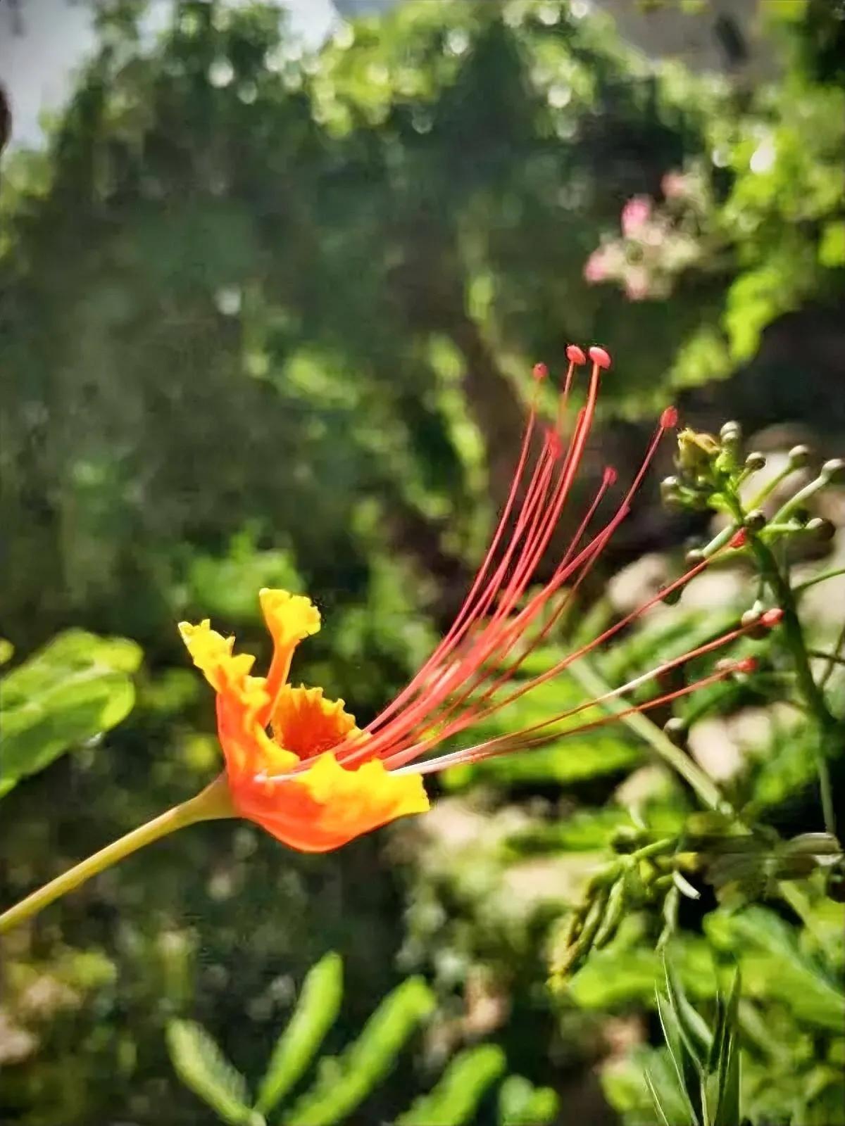 长蕊彩裙靓依依，
眼花犹疑仙子莅。
且喜仲夏风也薰，
开门见美盛涂糜。

 
 