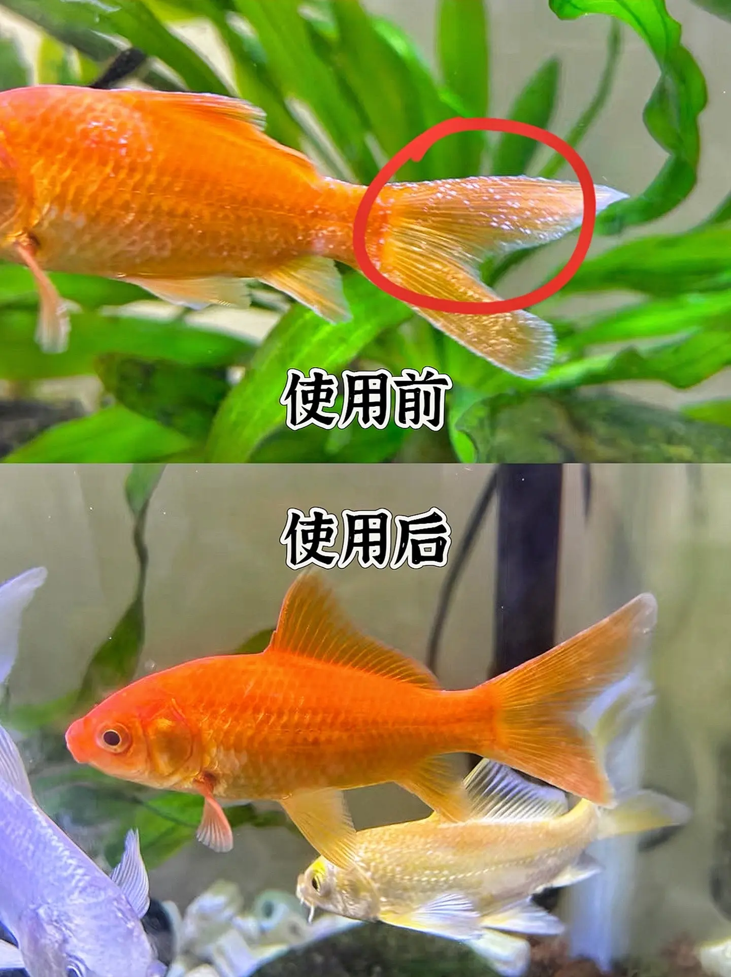 一、抗菌消炎 庆大霉素对多种革兰阴性菌及部分革兰阳性菌有较强抗菌作用...