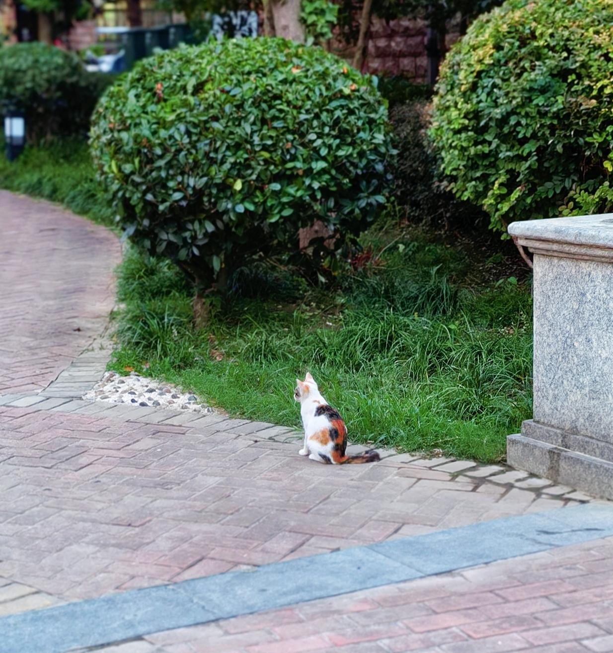 猫在晨光里伸了个懒腰，
世界便柔软了一分。
