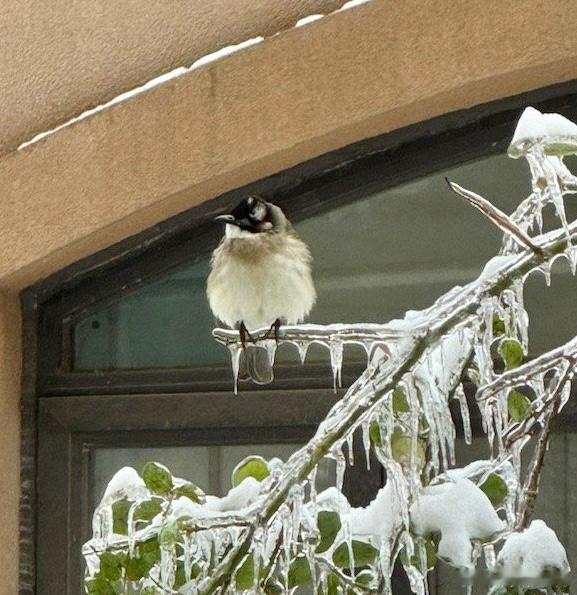 #鸟粉投稿# 枝头上的【白头鹎bēi】身材圆润好可爱 ​​​