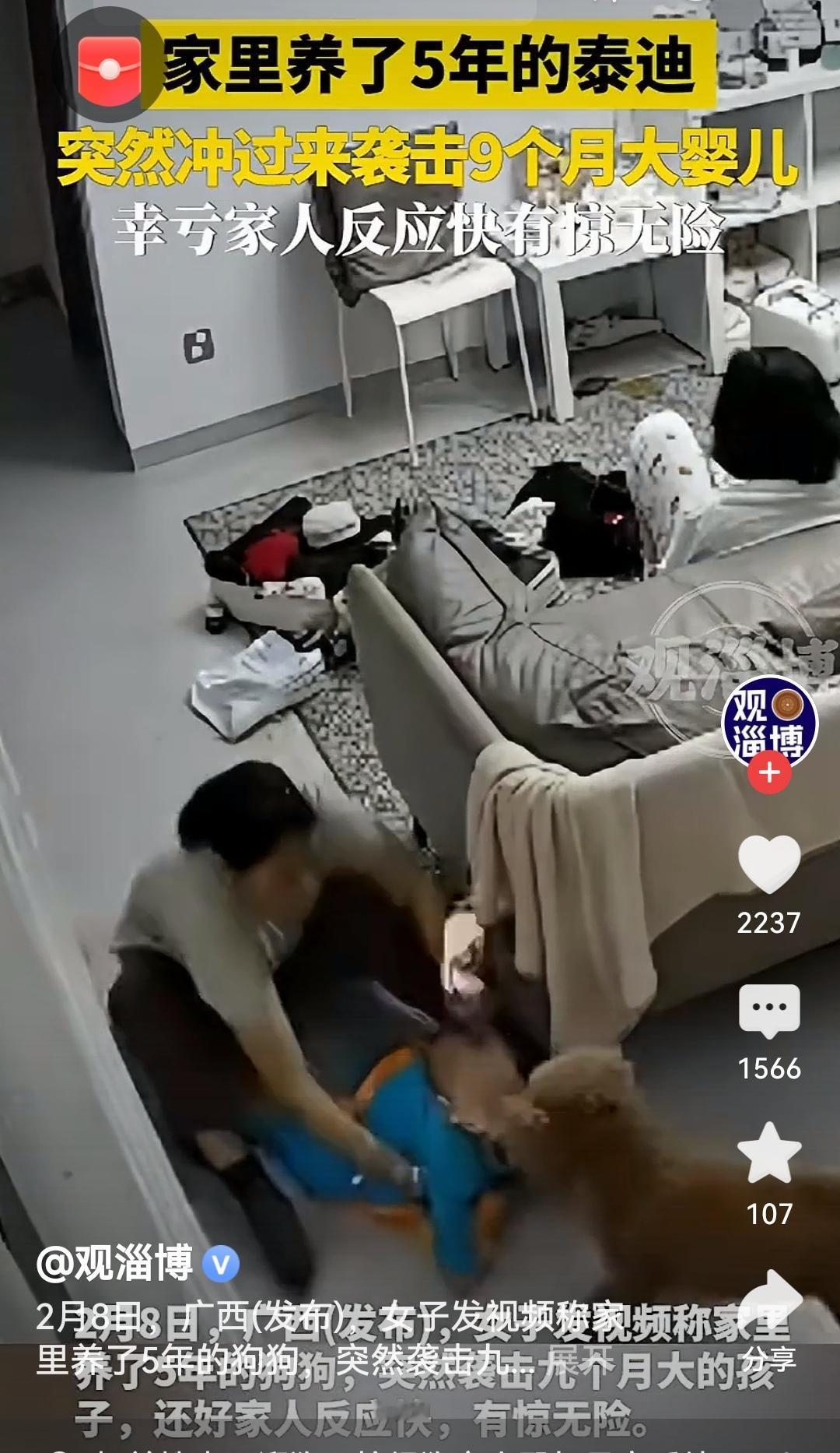 家养5年的泰迪突然袭击9个月大婴儿万幸宝宝被家人及时救下没有受伤，也提醒我们有婴