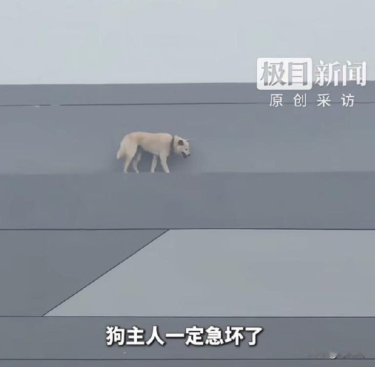 一只流浪狗在苏州地铁房顶上下不来，被困了两天。全国各地爱狗的圣母们又坐不住了，恨