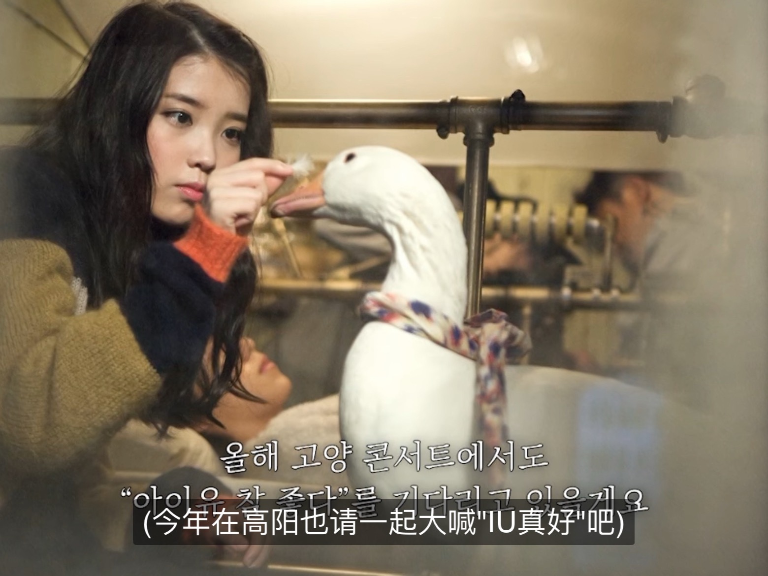 今年在高阳也请一起大喊“IU真好”吧 