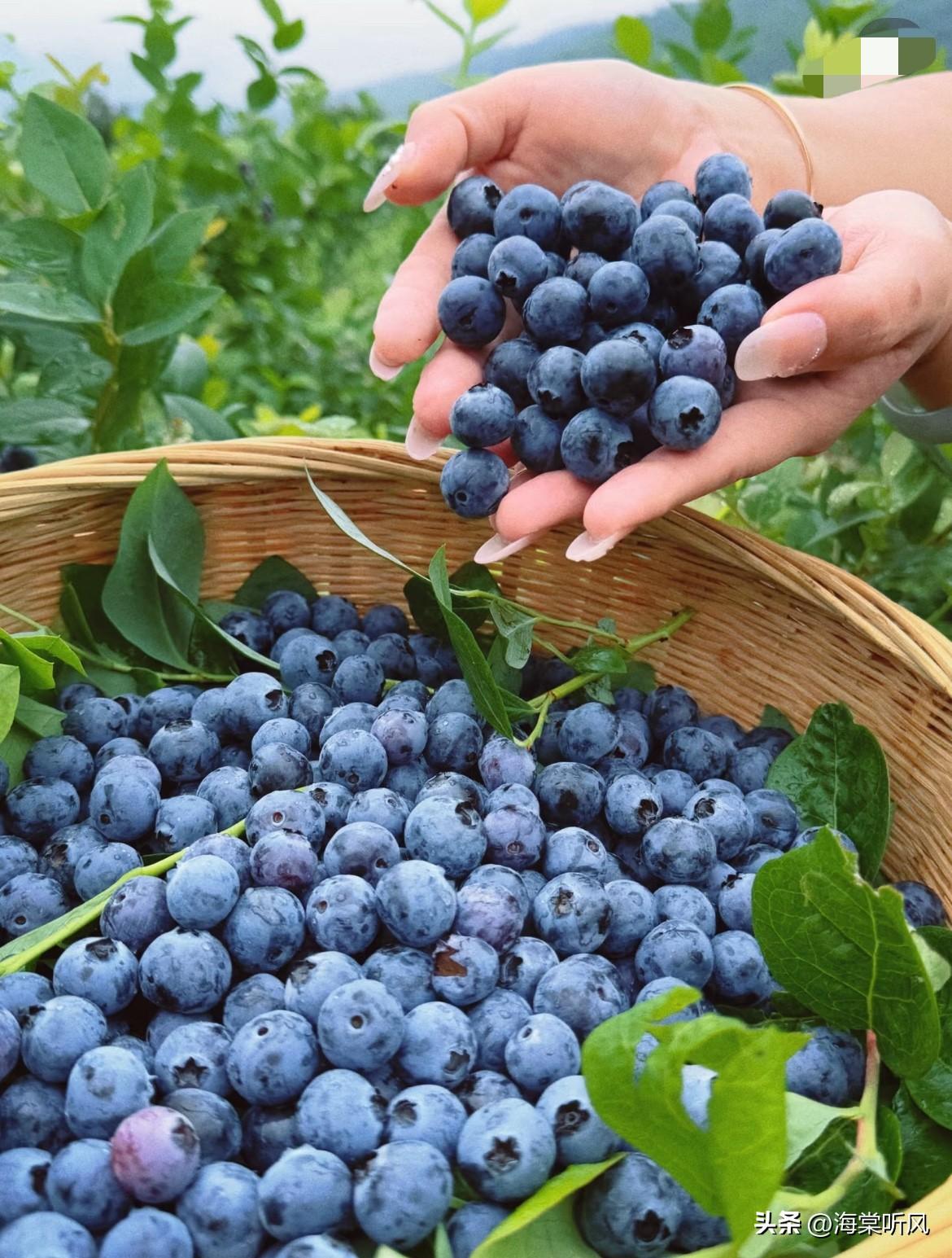 终于懂了！
蓝莓价格暴跌：不是口感差，也不是它不配，核心原因是产量爆棚[笑哭]