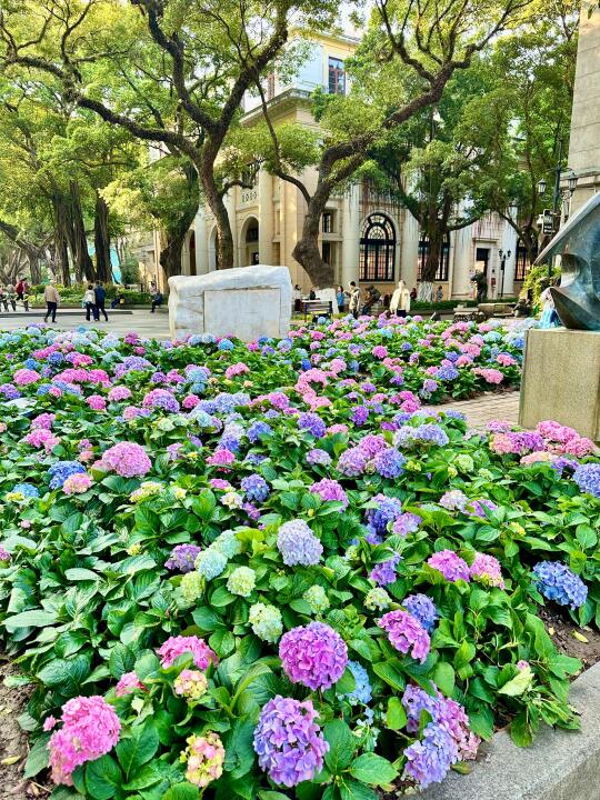 沙面的绣球花开啦🤩（2/24）