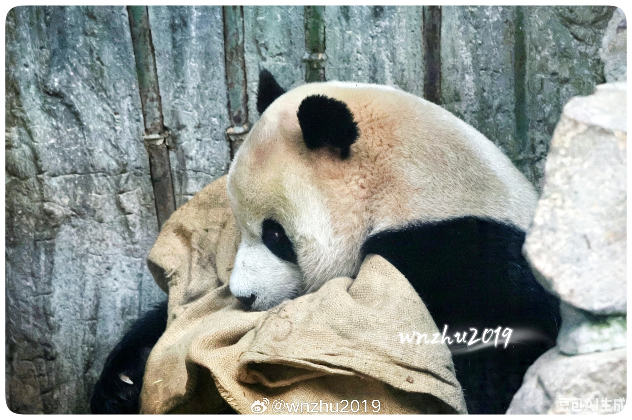 大熊猫福星 抱紧我的小麻袋 