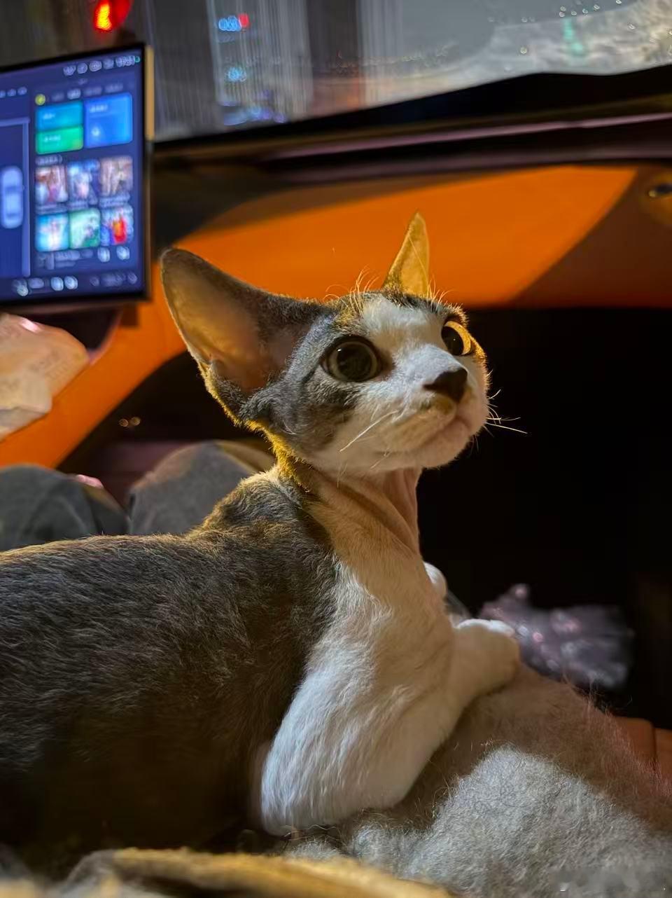 现在宠物成了家人，汽车也从代步工具变成了移动家庭空间。选车，我盯的不是油电耗参数