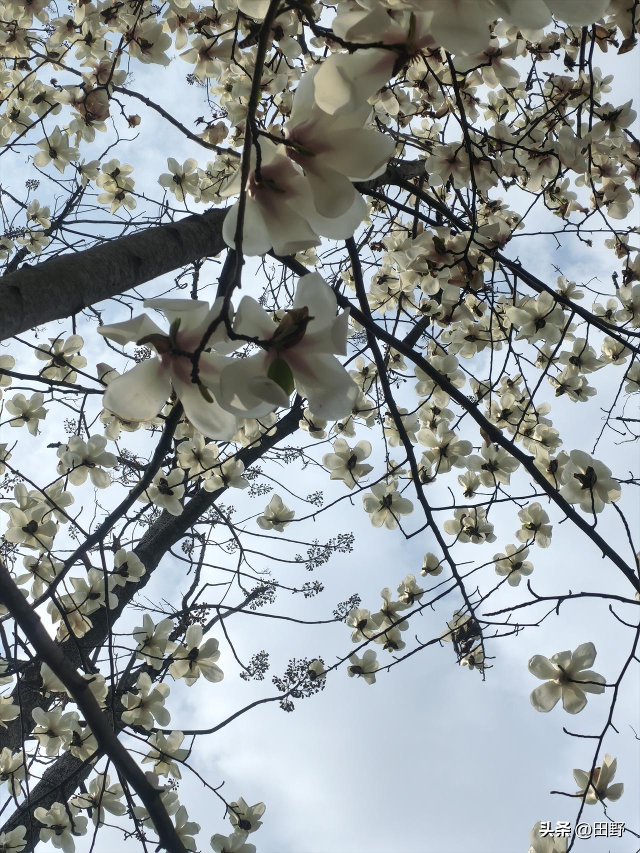 有没有漂亮的花朵图片吗春天花朵遍地是，艳丽花卉随手拍 超级美的花朵 绝世花朵照