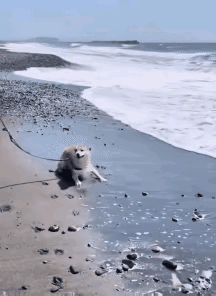 第一次来到这个陌生的充满水的世界，看把它惊奇的，简直就像是一个活蹦乱跳的儿童。