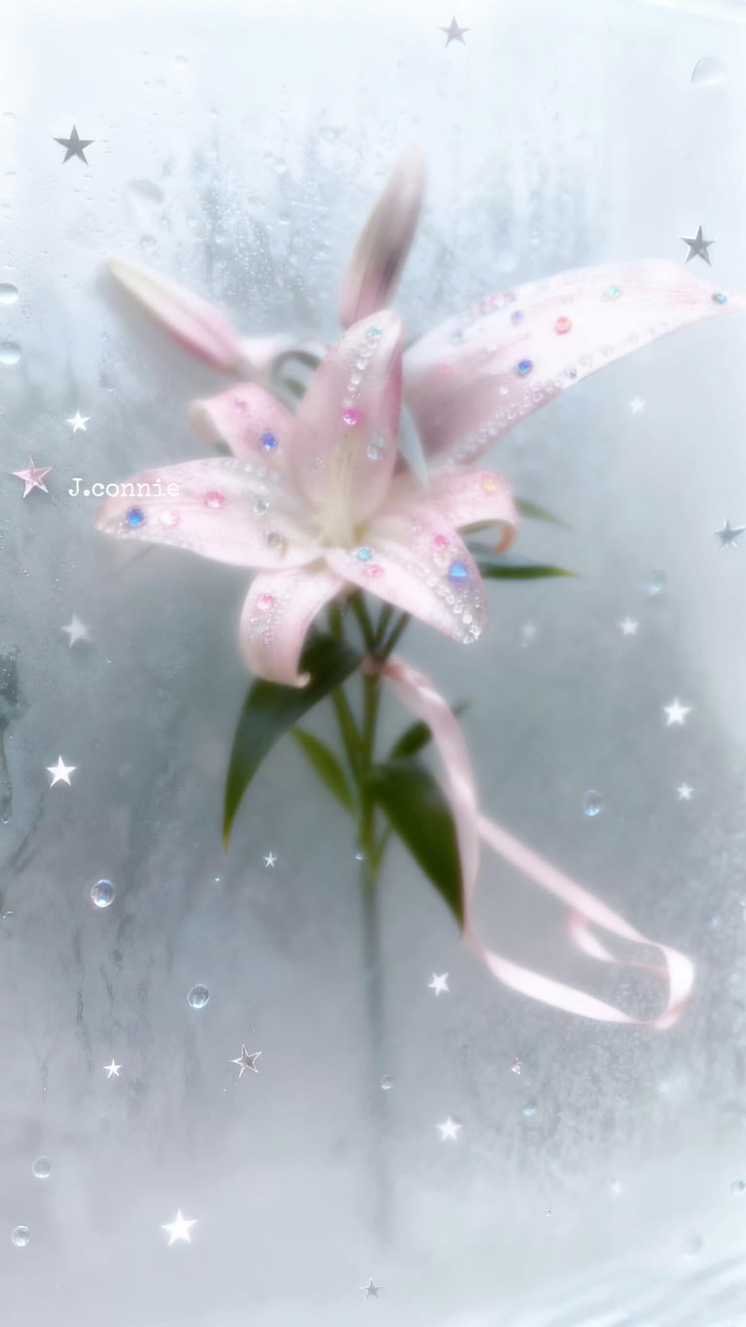 Lily｜百合花壁纸分享🎐百合花 |壁纸 |花束壁纸 |高清壁纸 |每日更新壁