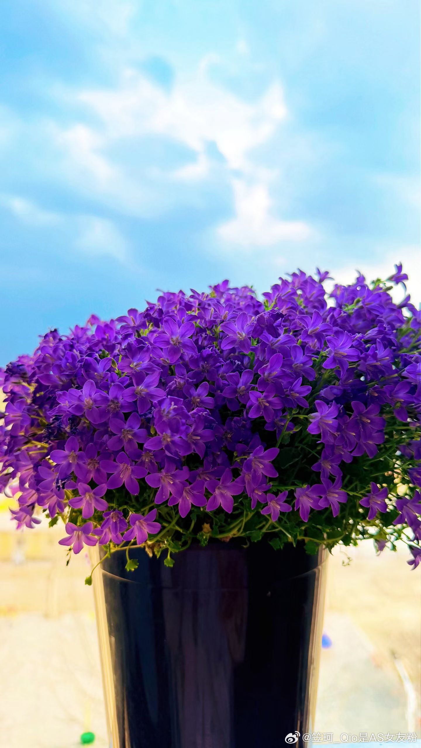 不知道 我的小花很曼妙 今日美学