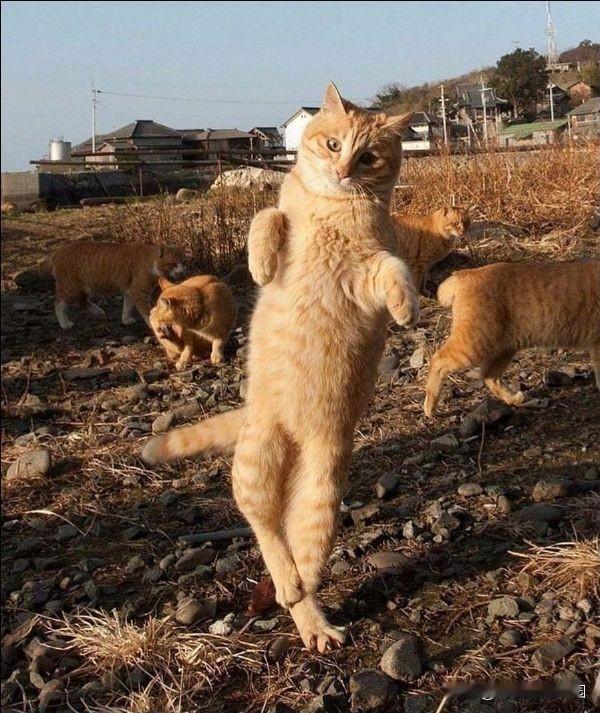 摆个小造型：金猫独立！