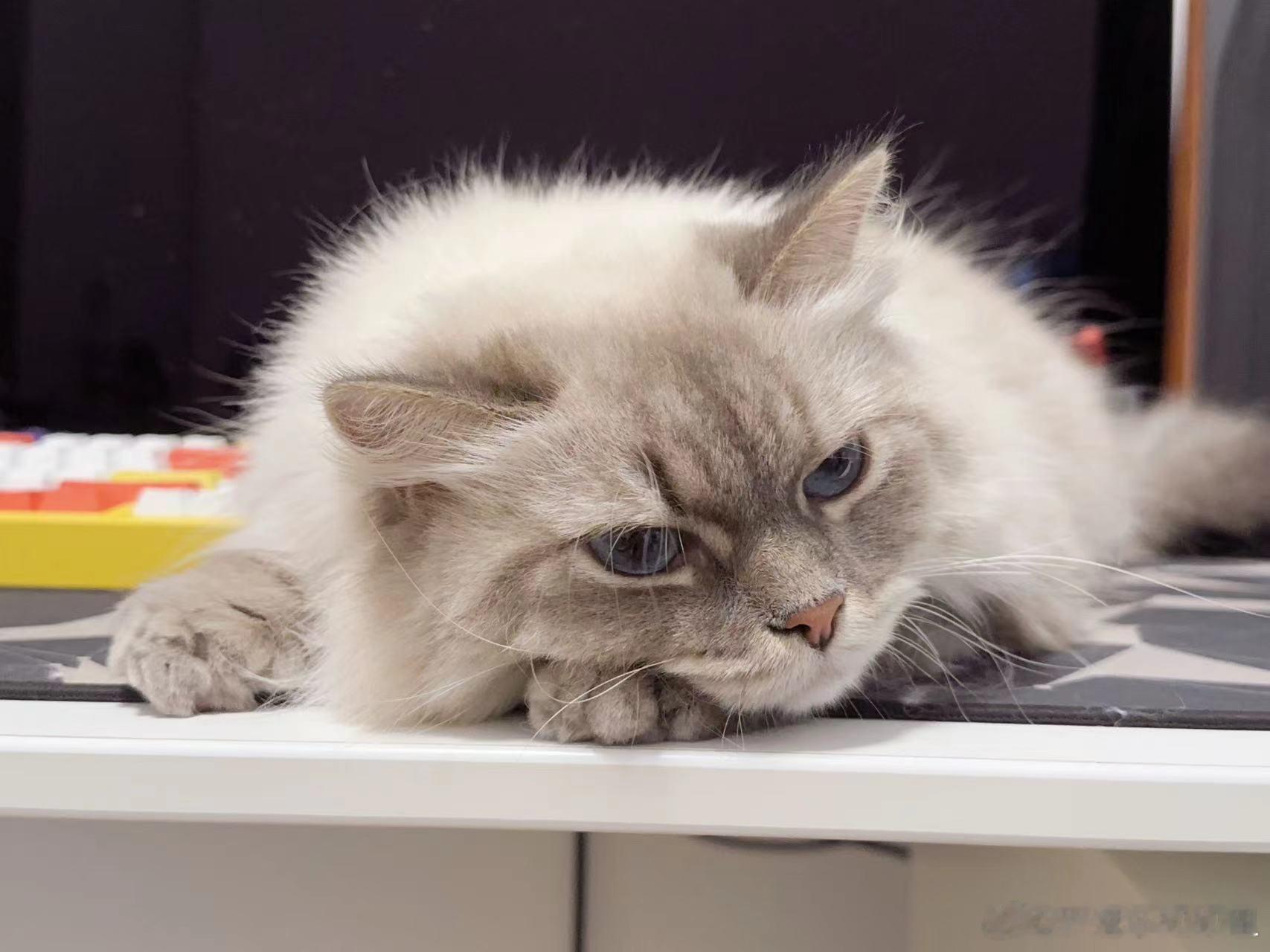 黏人猫猫 ​​​