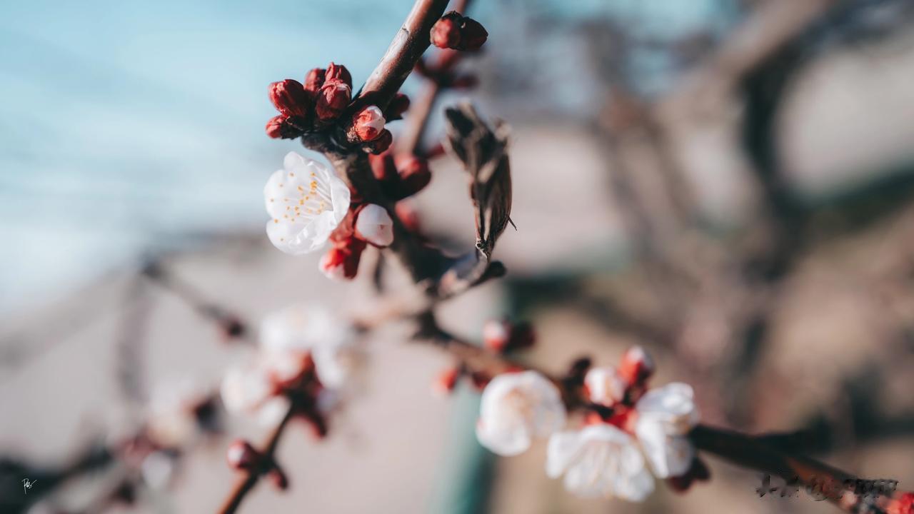 🌸