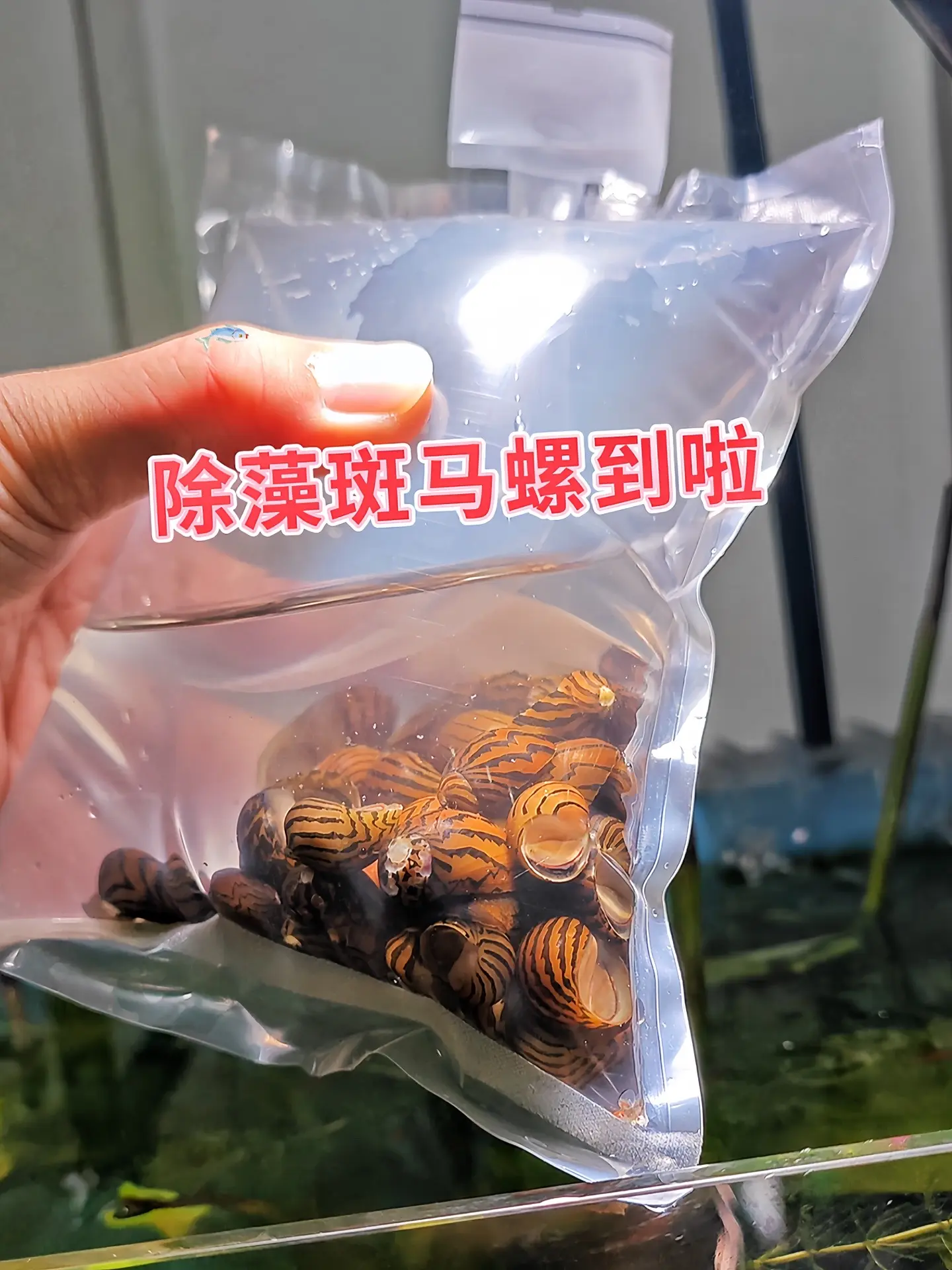 高效除藻：斑马螺以藻类为食，能有效清除鱼缸壁、水草及装饰物上的黑毛藻...
