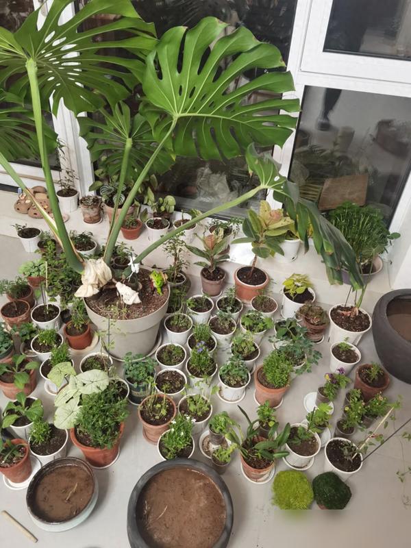 笑到拍大腿！最近有位老婆吐槽老公爱买花却养死一阳台，网友全来吐槽“换老公”“买假